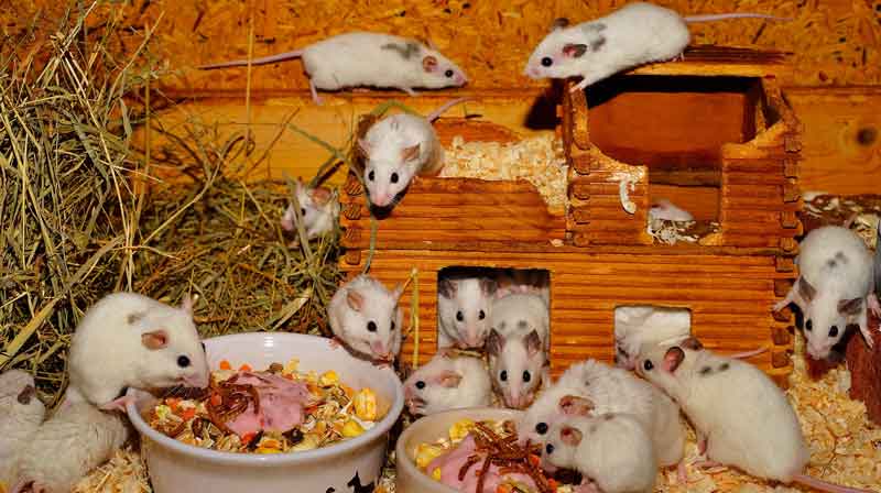 Voliere für Nager mit richtigen Futterplätzen Richtige Futterplätze